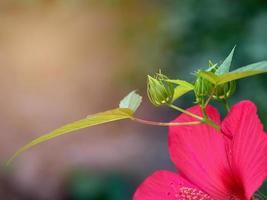 groen niet in bloei knop van rood hibiscus groeit in de tuin foto