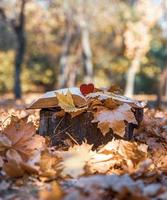 Open boek Aan een stomp in de midden- van een herfst park foto