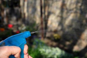 vrouw hand- Holding een blauw plastic fles met vloeistof en sproeien planten met Chemicaliën foto
