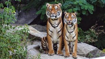 dieren mooi hoor dieren hond tijger foto