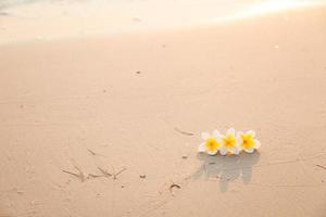bloem op het zand op het strand foto