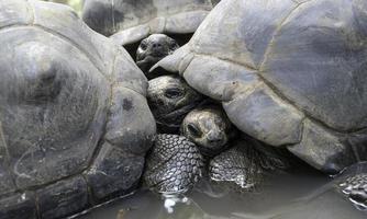 schildpadden kruipen samen Aan schildpad eiland in de buurt Zanzibar, Tanzania. foto