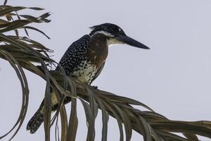 een reusachtig ijsvogel is neergestreken in nairobi foto