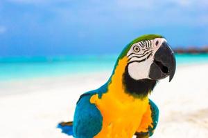 schattig helder kleurrijk papegaai Aan de wit zand in de Maldiven foto