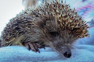 dichtbij omhoog vrouw Holding wild egel concept foto