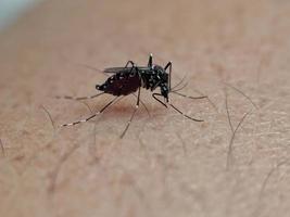 een mug dat zuigt bloed van menselijk huid foto