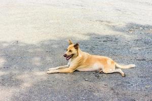 zwerfhond die op straat ligt foto