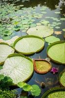 vijver gevuld met waterlelies foto