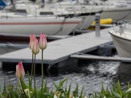 het eiland corsica foto