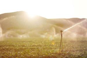 irrigatie sprinkler in een basilicum veld bij zonsondergang foto