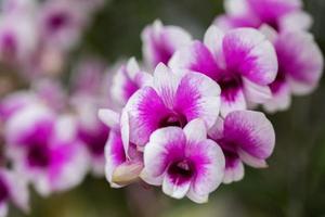 mooi orchidee bloem bloeiend Bij regenachtig seizoen. dendrobium orchidee foto