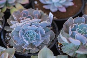 dichtbij omhoog van cactus sappig planten foto