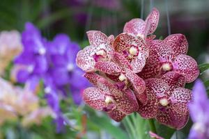 mooi orchidee bloem bloeiend Bij regenachtig seizoen. vanda orchidee foto