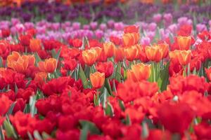 veld- van kleurrijk tulpen in bloeien Bij voorjaar tijd foto