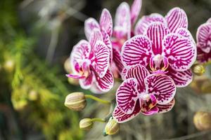 mooi orchidee bloem bloeiend Bij regenachtig seizoen. fanalenopsis orchidee foto