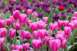 veld- van kleurrijk tulpen in bloeien Bij voorjaar tijd foto