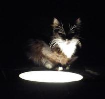 silhouetten van katje verlichte door een grond lamp Aan een zwart achtergrond van de nacht foto