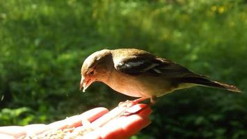 een vogelvink feeds van hand- foto