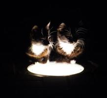 silhouetten van kittens verlichte door een grond lamp Aan een zwart achtergrond van de nacht foto