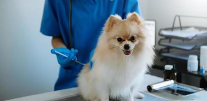 dierenarts dokter en pommeren puppy Bij veterinair ambulance foto