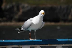 een visie van een zeemeeuw Bij landudno foto