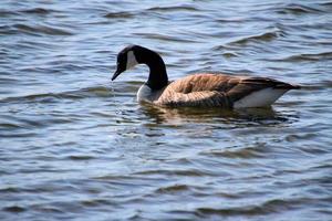 uitzicht op een Canadese gans foto