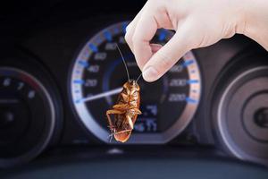 hand- Holding kakkerlak in een auto achtergrond, elimineren kakkerlak in auto, kakkerlakken net zo dragers van ziekte foto