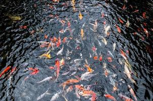 mooi karper koi vis zwemmen in vijver in de tuin foto