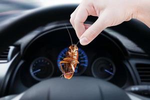 hand- Holding kakkerlak in een auto achtergrond, elimineren kakkerlak in auto, kakkerlakken net zo dragers van ziekte foto