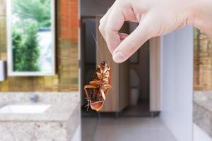 hand- Holding bruin kakkerlak Aan openbaar toilet achtergrond, elimineren kakkerlak in toilet, kakkerlakken net zo dragers van ziekte foto