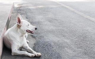 portret van wit schattig hond aan het liegen Aan de grond foto