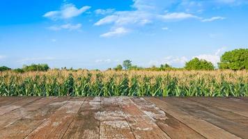 houten verdieping met natuur maïs veld- landbouw landschap achtergrond foto