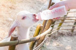 voeden baby geit met melk fles Bij boerderij, voer de hongerig geit met melk foto