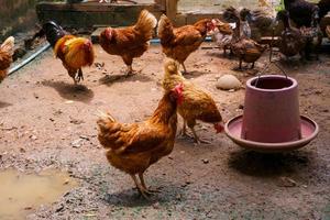moeder kippen kip Aan een boerderij, bereik kippen Aan biologisch boerderij foto