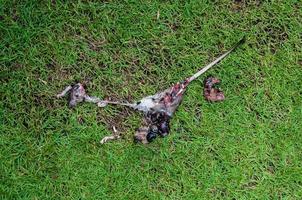 verrot dood Rat had gegeten door vliegt Aan gras achtergrond, vlieg fokken en voortplanting Aan het. het dood door katten, dood Rat, een Rat bugs eten foto