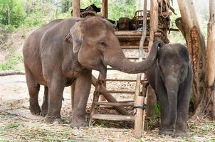 Thais moeder olifant en kalf thailand, aziatisch olifant foto