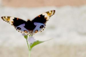 vliegend insect dier, bloemenzuigend Buckeye vlinder met gemengd zwart structuur foto