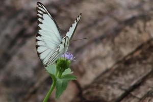 vliegend insect dier, bloemenzuigend Buckeye vlinder met gemengd wit structuur foto