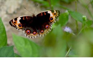 vliegend insect dier, bloemenzuigend Buckeye vlinder met gemengd zwart structuur foto