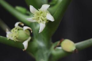 papaja boom fabriek fruit groente met groen blad structuur en geel wit bloemen foto