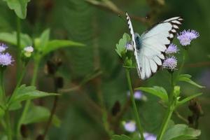 vliegend insect dier, bloemenzuigend Buckeye vlinder met gemengd wit structuur foto