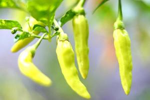heet Chili peper boerderij plant, groente voedsel fabriek met rood en geel kleur structuur foto