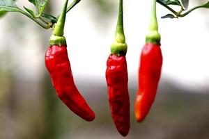 heet Chili peper boerderij plant, groente voedsel fabriek met rood en geel kleur structuur foto