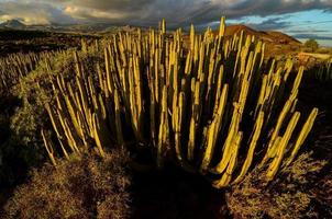 landschap met cactussen foto