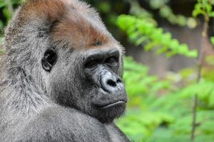 gorilla in de dierentuin foto