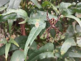 een spin met spinneweb tussen groen planten foto