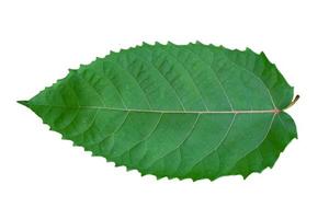 single tropisch groen blad oppervlakte structuur Aan wit achtergrond foto