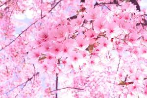 zacht focus mooi roze kers bloesems sakura met verfrissend in de ochtend- in Japan foto