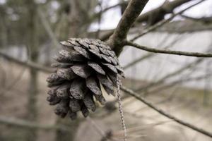 droog pijnboom ijshoorntje foto