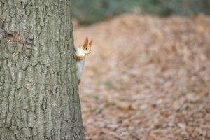 een rood eekhoorn gluurt uit van achter een boom kofferbak. foto